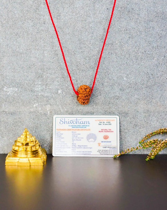 10 Mukhi Rudraksha Nepal Certified